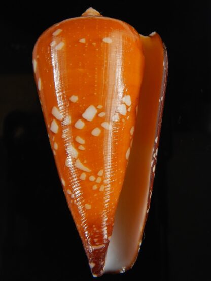 Darioconus crocatus crocatus 63.54 mm Gem-63787