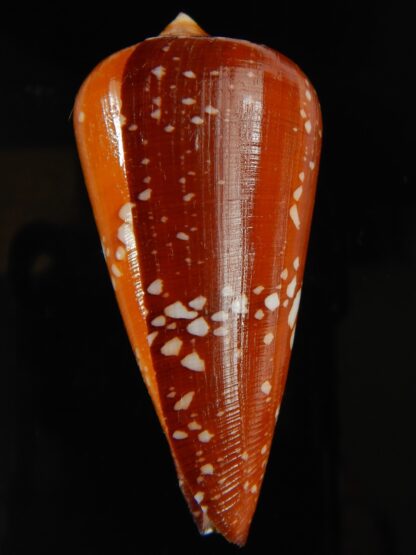 Darioconus crocatus crocatus 63.54 mm Gem-63788