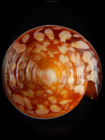 Darioconus crocatus crocatus 63.54 mm Gem-63789