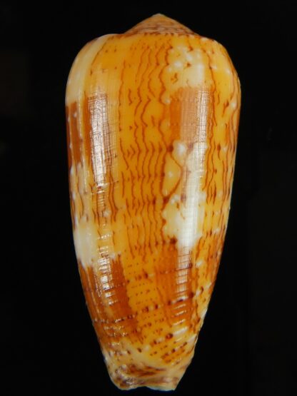 Pionoconus floccatus magdalenae 52.27 mm Gem-63798