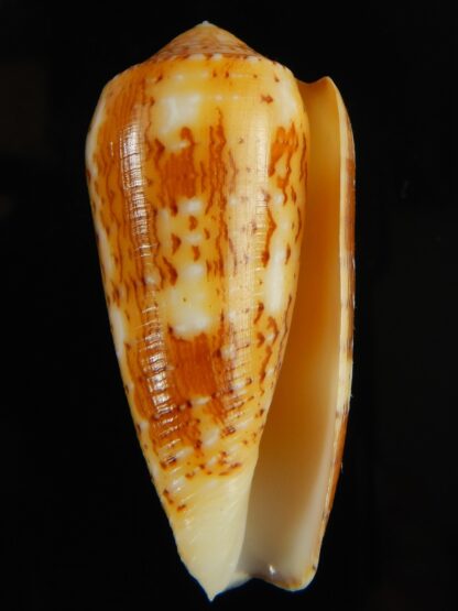 Pionoconus floccatus magdalenae 52.27 mm Gem-63797