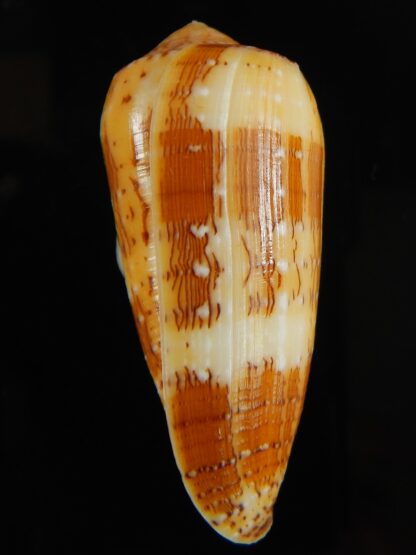 Pionoconus floccatus magdalenae 52.27 mm Gem-63795