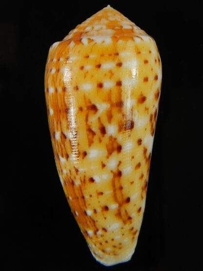Pionoconus floccatus magdalenae 55.08 mm Gem-63819
