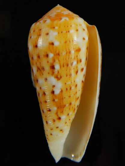 Pionoconus floccatus magdalenae 55.08 mm Gem-63818