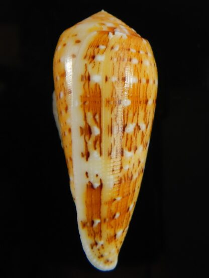 Pionoconus floccatus magdalenae 55.08 mm Gem-63816