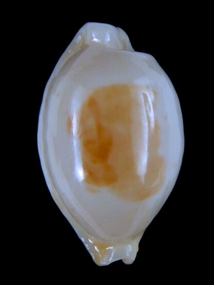 Bistolida stolida aureliae ... Super white .... 22.10 mm Gem-63943