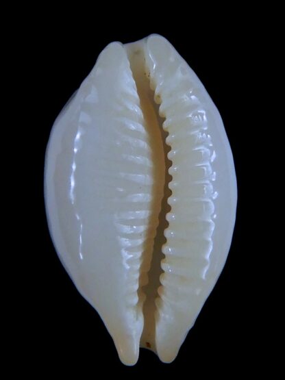 Bistolida stolida aureliae ... Super white .... 22.10 mm Gem-63942