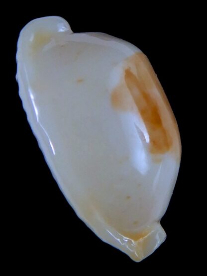 Bistolida stolida aureliae ... Super white .... 22.10 mm Gem-63941