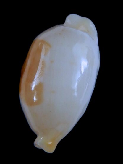 Bistolida stolida aureliae ... Super white .... 22.10 mm Gem-63939