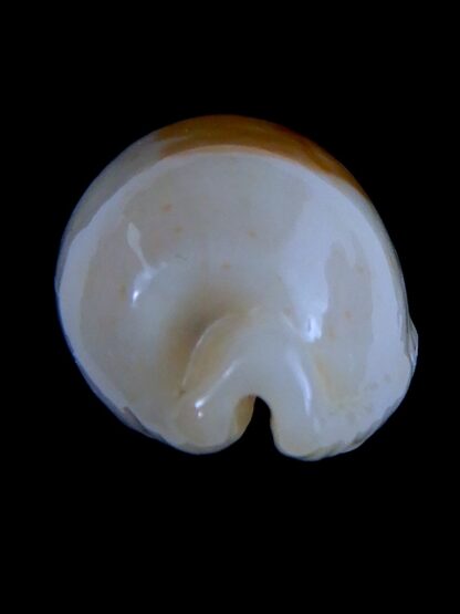 Bistolida stolida aureliae ... Super white .... 22.10 mm Gem-63944
