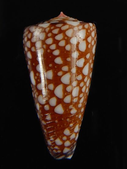 Eugeniconus nobilis gisellelieae 36.88 mm Gem -63830