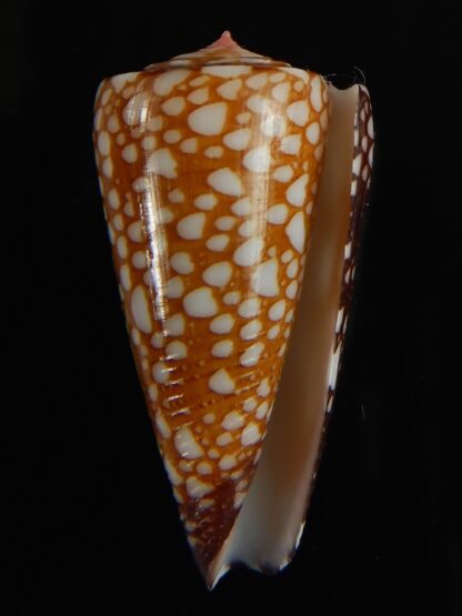 Eugeniconus nobilis gisellelieae 36.88 mm Gem -63834