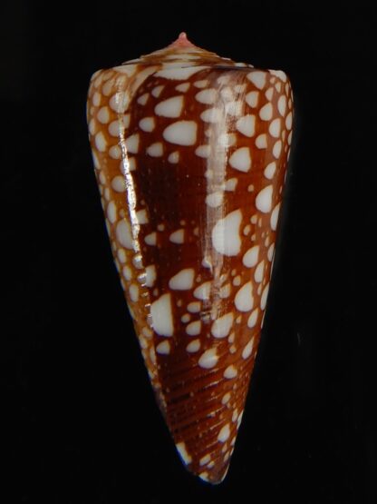 Eugeniconus nobilis gisellelieae 36.88 mm Gem -63833