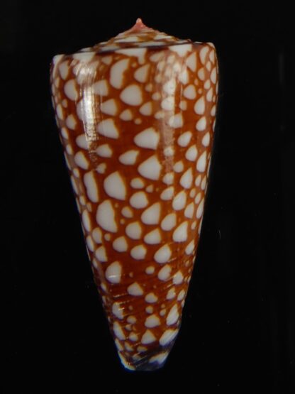 Eugeniconus nobilis gisellelieae .. 38.94 mm Gem-63850