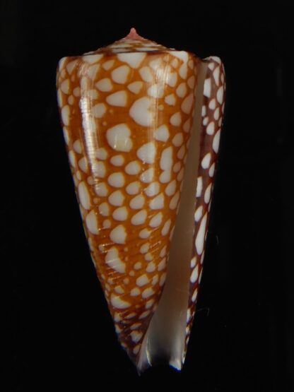 Eugeniconus nobilis gisellelieae .. 38.94 mm Gem-63851