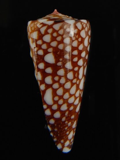 Eugeniconus nobilis gisellelieae .. 38.94 mm Gem-63852