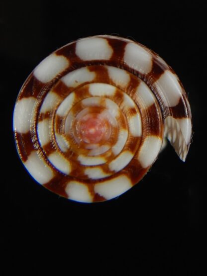 Eugeniconus nobilis gisellelieae .. 38.94 mm Gem-63854