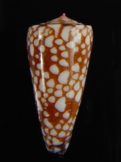 Eugeniconus nobilis gisellelieae 36.65 mm Gem-63820