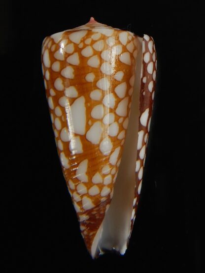 Eugeniconus nobilis gisellelieae 36.65 mm Gem-63824