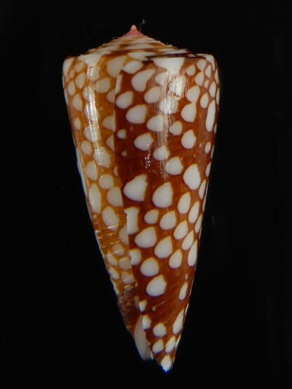 Eugeniconus nobilis gisellelieae 36.65 mm Gem-63822