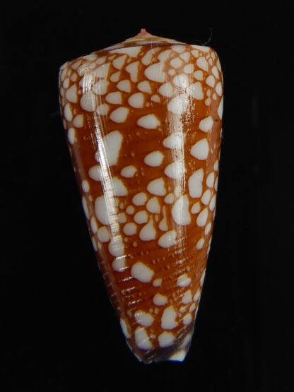 Eugeniconus nobilis gisellelieae 38.71 mm Gem-63840