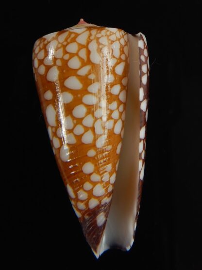 Eugeniconus nobilis gisellelieae 38.71 mm Gem-63844