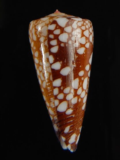 Eugeniconus nobilis gisellelieae 38.71 mm Gem-63841