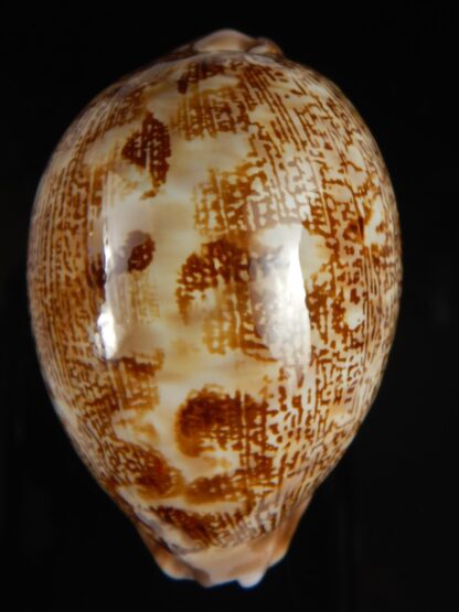 Leporicypraea mappa curvati 67.05 mm Gem-64091