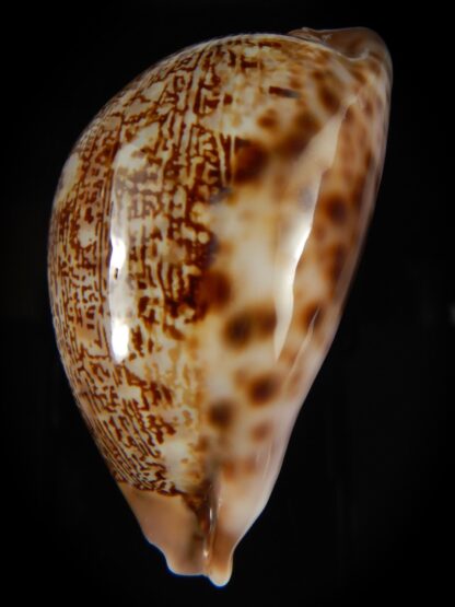 Leporicypraea mappa curvati 67.05 mm Gem-64095