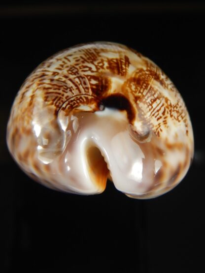 Leporicypraea mappa curvati 67.05 mm Gem-64092