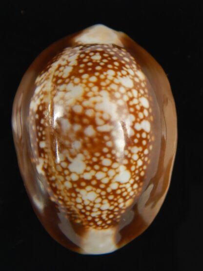 Monetaria caputophidii 34.82 mm gem-64211