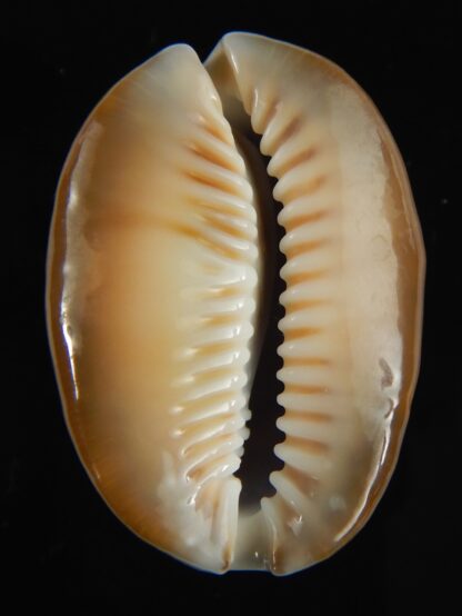 Monetaria caputophidii 34.82 mm gem-64213