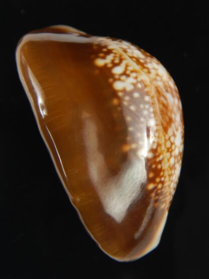 Monetaria caputophidii 34.82 mm gem-64216