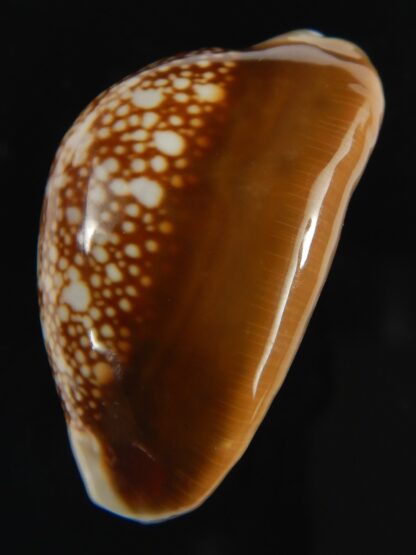 Monetaria caputophidii 34.82 mm gem-64215