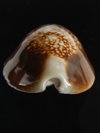 Monetaria caputophidii 34.82 mm gem-64214