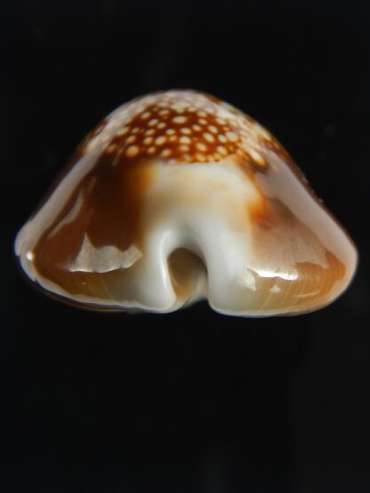 Monetaria caputophidii 34.82 mm gem-64217