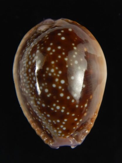 Naria helvola hawaiiensis 24.78 mm Gem-64251