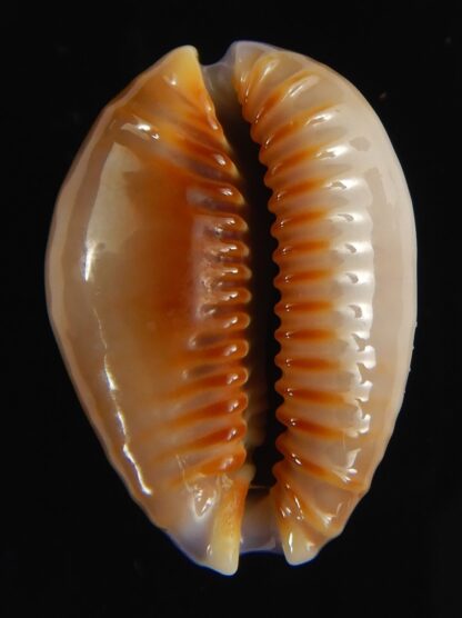 Naria helvola hawaiiensis 24.78 mm Gem-64257