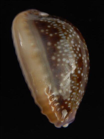 Naria helvola hawaiiensis 24.78 mm Gem-64253