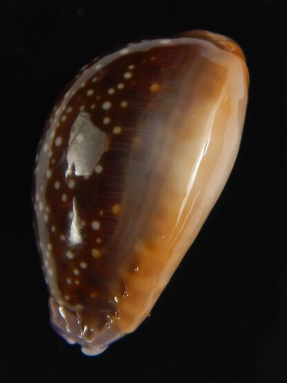 Naria helvola hawaiiensis 24.78 mm Gem-64255