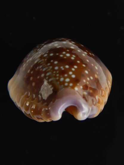 Naria helvola hawaiiensis 24.78 mm Gem-64256