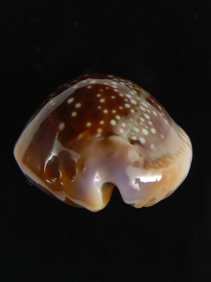 Naria helvola hawaiiensis 24.78 mm Gem-64254