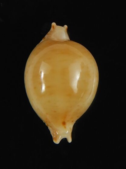 Pustularia cicercula takahashii 16.73 mm Gem-64305