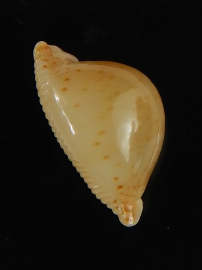 Pustularia cicercula takahashii 16.73 mm Gem-64310