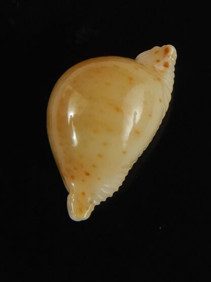 Pustularia cicercula takahashii 16.73 mm Gem-64307