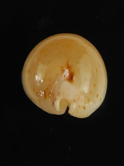 Pustularia cicercula takahashii 16.73 mm Gem-64309