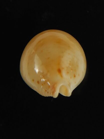 Pustularia cicercula takahashii 16.73 mm Gem-64306