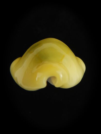 Monetaria moneta 21.89 mm Gem-64227