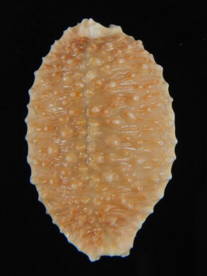 Nucleolaria granulata granulata ,,, Golden... 34.61 mm Gem-64291