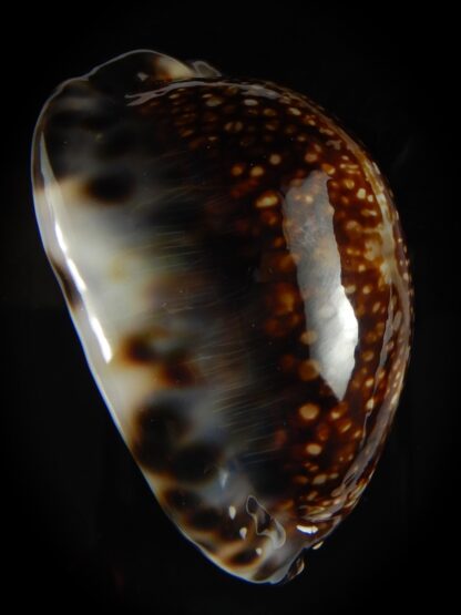 Mauritia maculifera maculifera .. Dark .. 66.64 mm Gem-64172